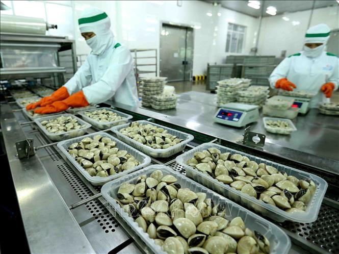 Vietnam clams exports and procedures